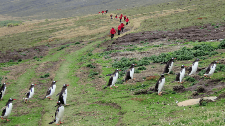 Penguins and travelers in red coats exploring the Falkland Islands