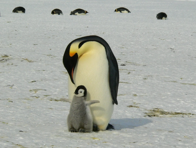 Pinguinos